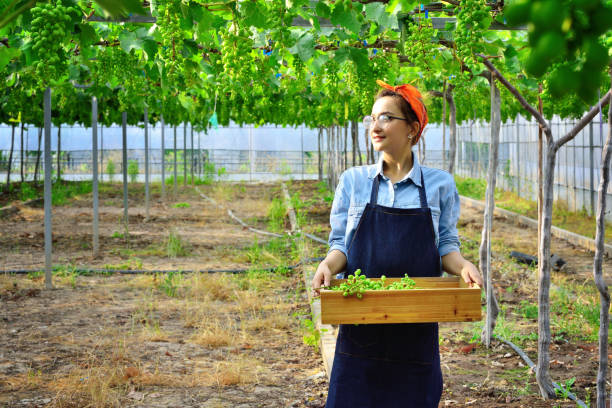 istock Young Woman Examining Grape at Vineyard 1211170497