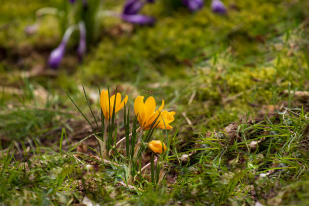 die ersten krokusse im frühjahr - snow crocus flower spring stock-fotos und bilder