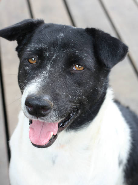 istock Thai black and white stray dog 1211171144