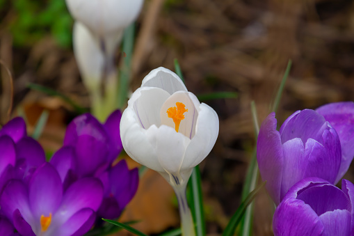 The first crocuses in early spring