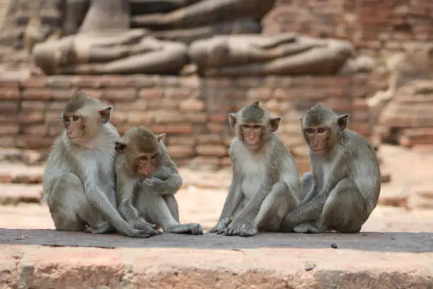 Monkey family are sitting together neatly on sunny day, Lopburi, Thailand.