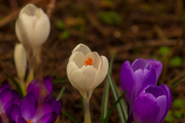 pierwsze krokusy wczesną wiosną - snow crocus flower spring zdjęcia i obrazy z banku zdjęć