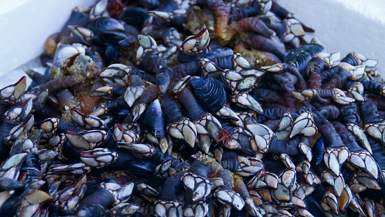Close-up of a bunch of fresh barnacles for sale.