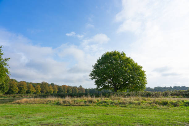 View of green fields and trees in Wimbledon Common Park using as nature background or wallpaper. stock photo