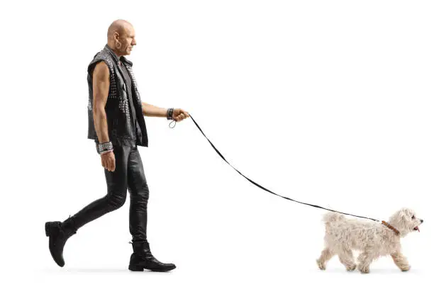 Full length profile shot of a bald punk walking a little white maltese poodle dog isolated on white background