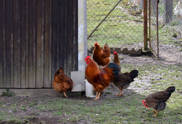 istock happy chickens on a farm 1211173314