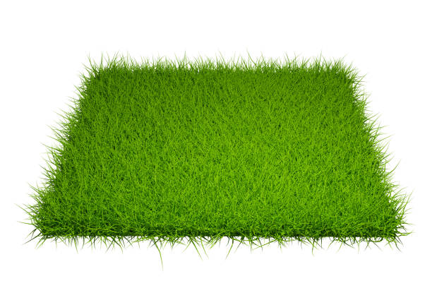 istock grass field isolated on white background with clipping path 1211174020
