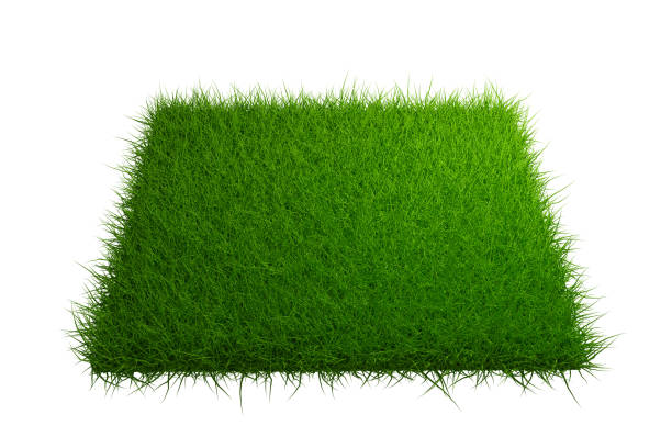 istock top view grass field isolated on white background with clipping path 1211174073