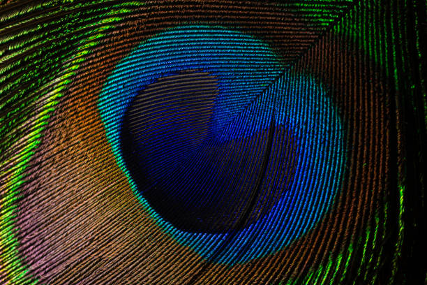 istock Macro peacock feather,Feather, Peacock, Peacock Feather, Macrophotography, Nature 1211174713