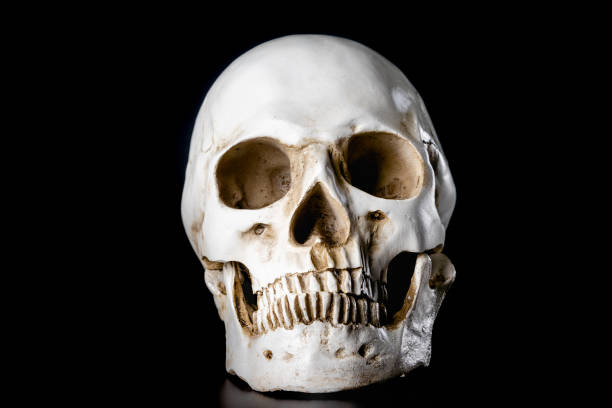 istock Human skull isolated on black background. Halloween day concept. 1211174773