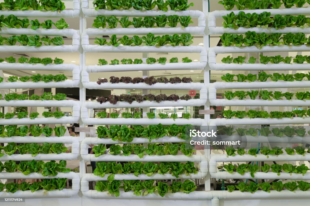 Hydroponics vertical farm in building with high technology farming. Agricultural Greenhouse with hydroponic shelving system. Vertical Farming Stock Photo