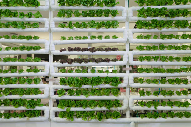 гидропоника вертикальной фермы в строительстве с высокими технологиями сельского хозяйства. сельскохозяйственная теплица с гидропонной � - hydroponics vegetable lettuce greenhouse стоковые фото и изображения