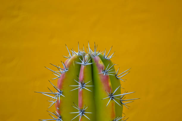 istock Beauty of cactus 1211175578