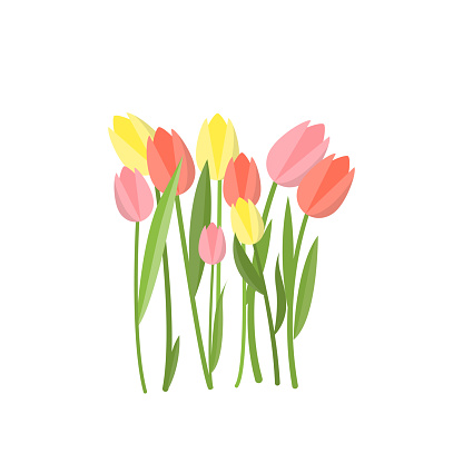 Yellow and pink tulips growing in flowerbed garden on empty background. Beautiful floral composition. Cartoon buds, leaves, stems. Greeting card gift icon template spring summer sticker