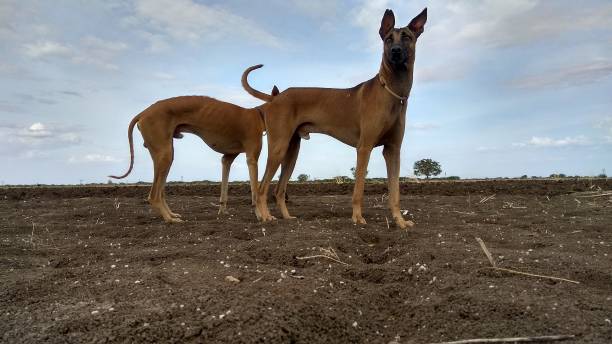 chien de kombai avec le projectile agressif - german shepherd police security alertness photos et images de collection