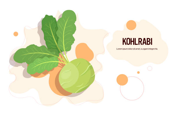 ilustrações de stock, clip art, desenhos animados e ícones de fresh kohlrabi sticker tasty vegetable icon healthy food concept horizontal copy space - kohlrabi
