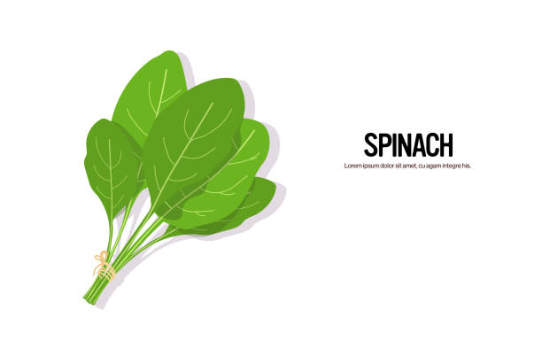 現実的なほうれん草おいしい新鮮なハーブグリーン葉健康的な食品コンセプト水平コピースペース - spinach点のイラスト素材／クリップアート素材／マンガ素材／アイコン素材