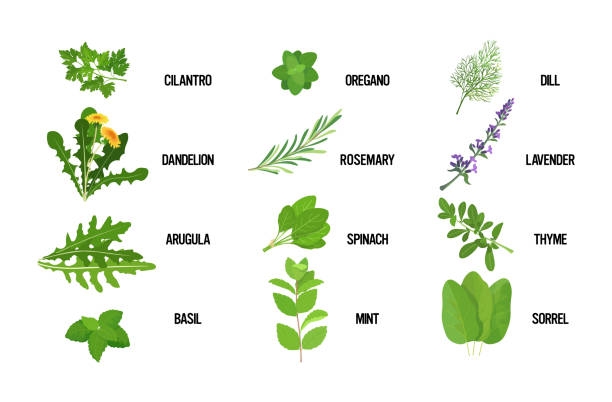 ilustraciones, imágenes clip art, dibujos animados e iconos de stock de establecer realista hierba fresca verde hojas colección concepto de alimentos saludables horizontal - tarragon herb spice freshness