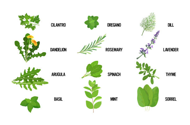 zestaw realistyczne świeże zioło zielone liście kolekcji zdrowej żywności koncepcji poziome - mint herb vegetable freshness stock illustrations