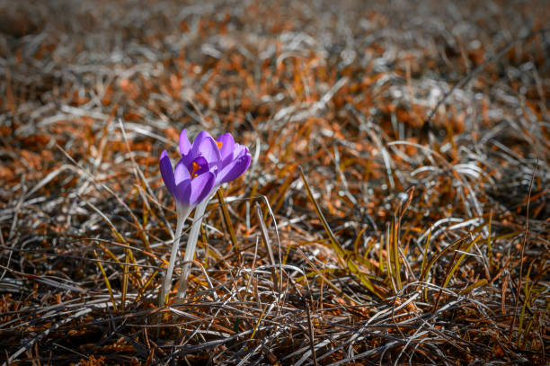 istock Spring season in nature. 1211177266