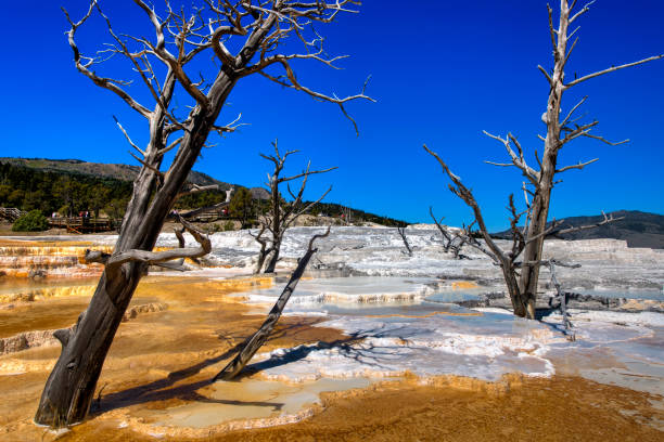 geothermiegebiet in mammoth hot springs, yellowstone nationalpark, wyoming - sulfide stock-fotos und bilder