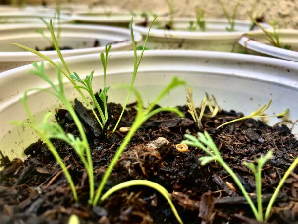 istock green growing california poppy sprouts 1211178491