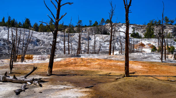 angel terrace am upper terrace loop drive in mammoth hot springs, yellowstone nationalpark, wyoming - sulfide stock-fotos und bilder