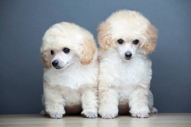 istock image of dog dark background 1211179737