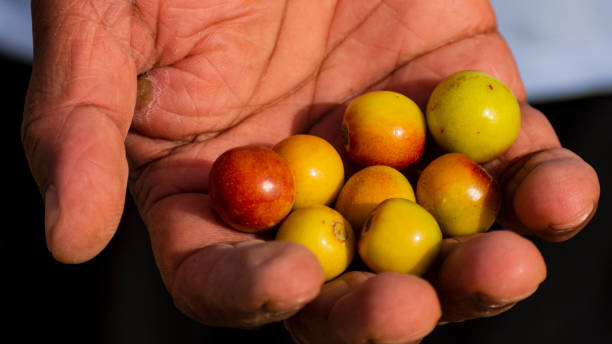 Handful jujube fruits Handful of jujube fruits shot in a daylight condition in kuwait jujube fruit stock pictures, royalty-free photos & images