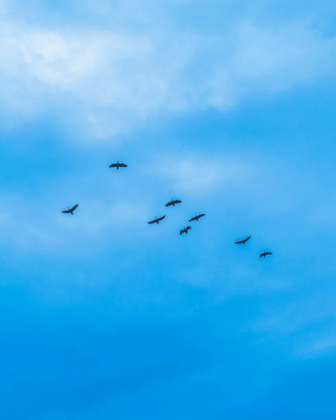 istock Group of Ducks Flying Over Cloudy Sky, Samborodon, Ecuador 1211182077