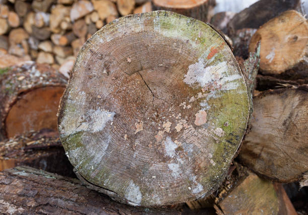 Large rural stack of firewood. Old firewood. Background.