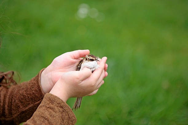 istock Child protecting little bird 121118239