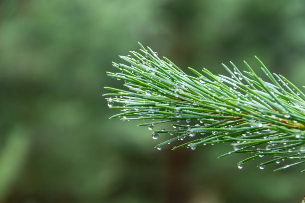 роса на сосновом дереве филиал крупным планом макро - pine tree nature macro needle стоковые фото и изображения