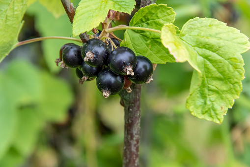 Bayas de grosella negra, grosellas de clavo de olor Crandall que crecen en un jardín. photo