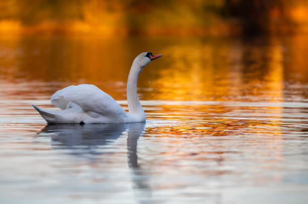 istock Swan swims on the lake 1211186028