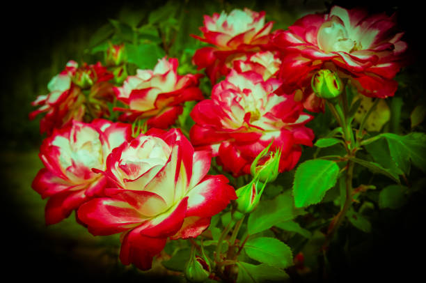 Rose flowers surprise with their variety. Their sizes range from 1.8 cm to 18 cm, the number of petals can be from 5 to 128, there are up to a dozen different flower shapes, flowers can be single or in inflorescences from three to two hundred pieces. The color scheme is very diverse. In addition to plain colors, there are varieties of roses with a combination of colors, as well as changing colors during flowering. The aromas of various types and varieties of roses are varied. In addition to the standard aroma of damask roses, there are roses with aromas ranging from fruit and citrus to the aroma of incense and spices. The terry nature of numerous cultivated roses varieties arose as a result of the transformation of part of the stamens into petal-shaped staminodynia.