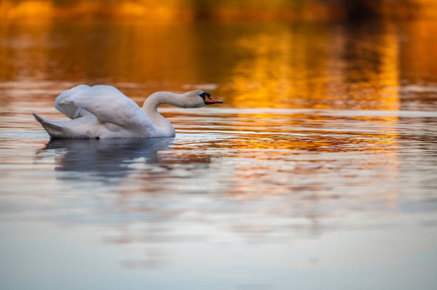 istock Swan swims on the lake 1211186565