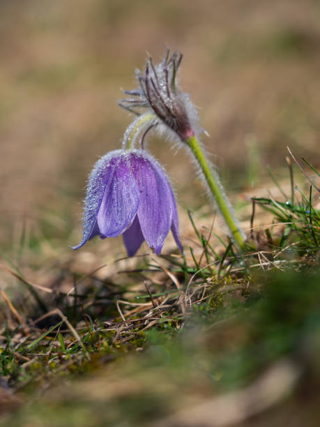 istock Pulsatilla grandis blooming in the early spring 1211187215