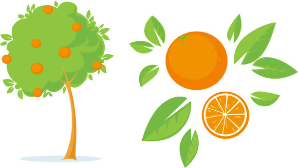 Orange Tree - Flat Design Illustration vector art illustration