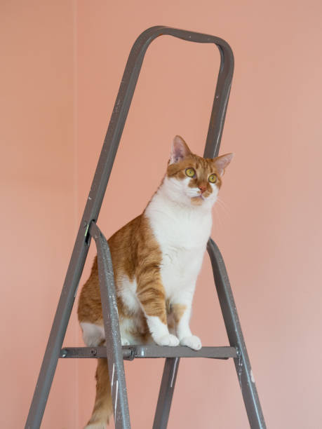 istock Orange cat sitting on ladder 1211187274