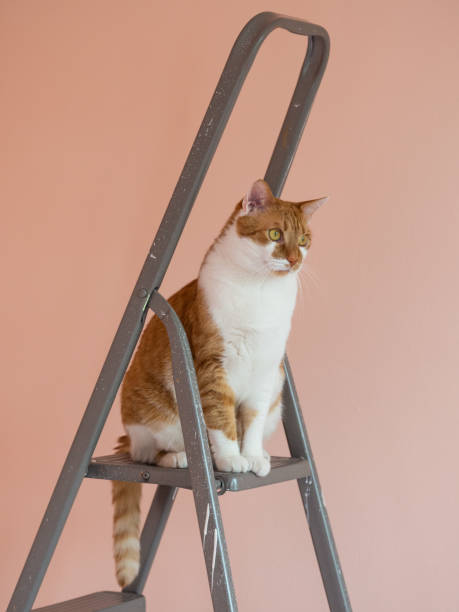 istock Orange cat sitting on ladder 1211187280