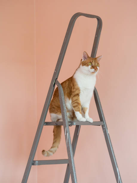 istock Orange cat sitting on ladder 1211187290