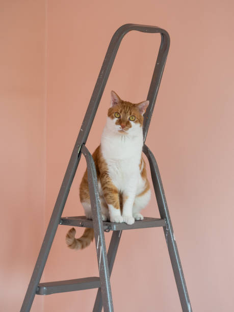 istock Orange cat sitting on ladder 1211187295