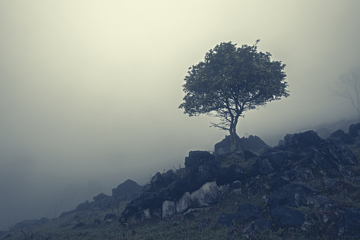 Tree between rocks on misty mountain slope. Aquismon, Huasteca Potosina, Mexico