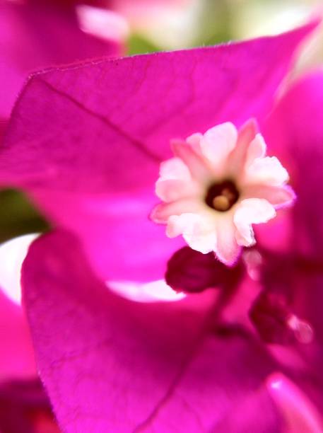 istock flower nature leaf color 1211188333