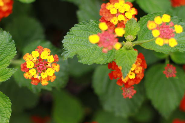 istock flower nature leaf color 1211188625