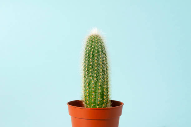 istock One small cactus in orange pot at blue background. Minimal modern lifestyle. 1211189030