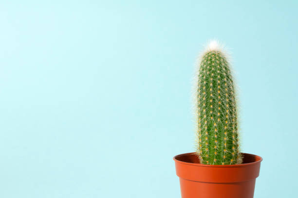 istock One small cactus in orange pot at blue background. Minimal modern lifestyle. 1211189434