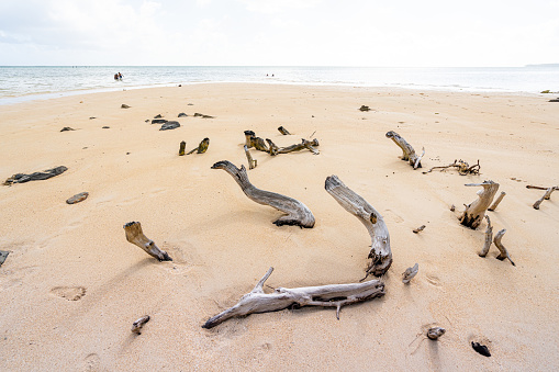 Driftwood on a lonley white sand beach of Mauritius