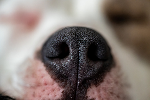 Close-Up of a Dog Nose